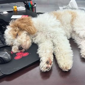 Our buddy Milo resting up to help quote insurance!