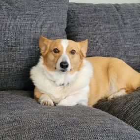 Happy National Dog Day to all the paw-some pups out there!  Today, we celebrate our loyal companions who bring so much joy and love into our lives. Here are some of our office mascots! DM us a picture of your furry friends so we can showcase them on our story all week long! #NationalDogDay #FurryFriendsForever #FurBabyLove