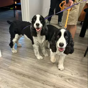 We ❤️ when clients bring their pups in for a visit.
So nice to meet Lulu & Oreo! ???? 
Stop by & meet our pet friendly team!
#nobreedrestrictions???????? 
#lpagency 
#dogfriendlyinsurance