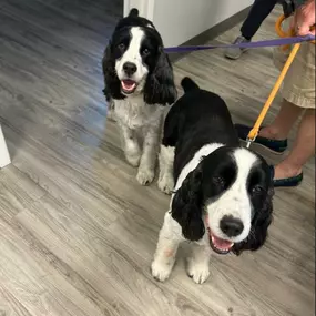 We ❤️ when clients bring their pups in for a visit.
So nice to meet Lulu & Oreo! ???? 
Stop by & meet our pet friendly team!
#nobreedrestrictions???????? 
#lpagency 
#dogfriendlyinsurance