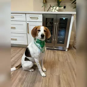 Happy St. Patrick's Day from the luckiest team around - Team LP!