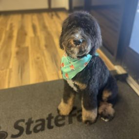 Mando got his first groom today, he looks so handsome!! Thank you to Well Groomed Pets in Chandler!