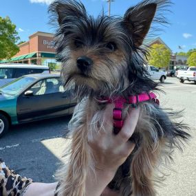 Meet our newest customer, Emmy Babusiak! 
Did you know we offer pet medical insurance? Give us a call or send a message to learn more about how we can help you protect your fur babies and your wallet!