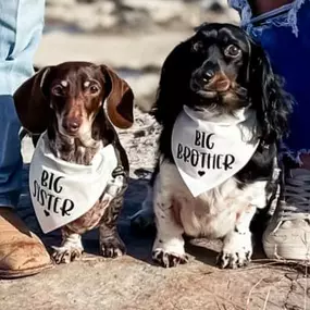 Crystal Plaster-State Farm Agent  - Furry Friends