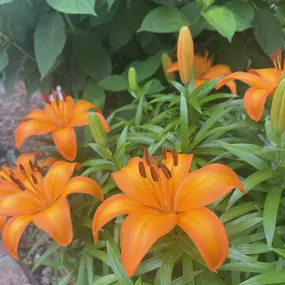 April showers (and May) bring May flowers! My Asian Lillies looking good!