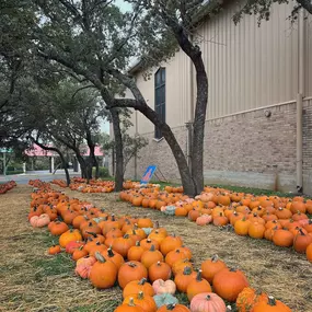 Team Photo shoot at the NW Hills GMC Pumpkin Patch Today ???? #mikeisyouragent