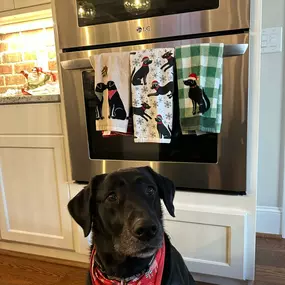 Susanna Nunn State Farm insurance agent's pup awaiting santa Kernersville