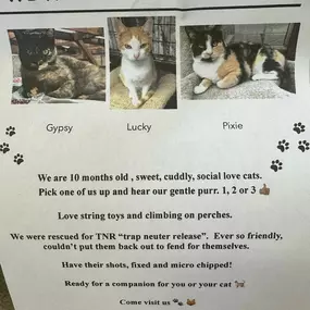 Hard to resist these cuties! If you are looking for some love Pet Food Express in Pacifica has some beautiful kitties to adopt