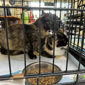 Hard to resist these cuties! If you are looking for some love Pet Food Express in Pacifica has some beautiful kitties to adopt