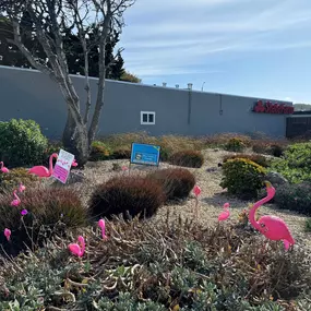 We've been FLOCKED! What an awesome thing to walk up and see today! This is such a cool fundraiser for the Terra Nova High School Senior Class. Visit fundraising@tnboosters.org and Flock your friends, too!