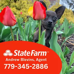 Spring has sprung! It's time to dust off the patio furniture and grill! You'll find our dogs sunning in the front window at the office eagerly awaiting our customers to stop by and update policies or pay a bill. Coco here is no bigger than a tulip, but she is packed full of love for our customers.