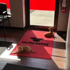 This image is calm, quiet, and peaceful. Just two happy little dogs basking in the sun without a care in the world. Here at our office, we look at this peaceful scene and see the cost of maintaining that peace.