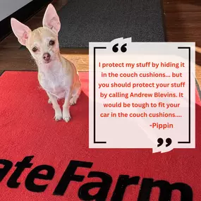 Words of wisdom from our fearless team member Pippin!