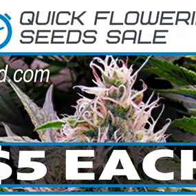 Quick Flowering Auto Seeds For Sale Online