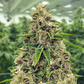Godfather Og Cannabis Seeds For Sale Online from Kind Seed Co