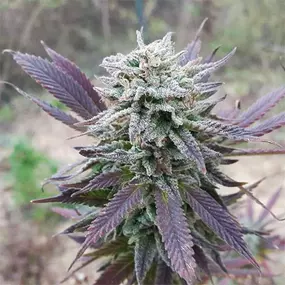 Purple Haze Seeds For Sale Online From Kind Seed Co