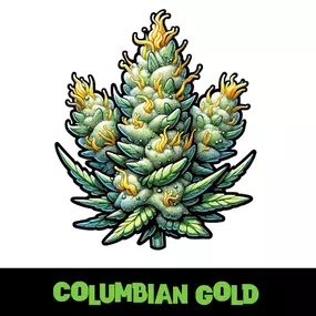 Columbian Gold Strain Seeds For Sale Online From Kind Seed Co