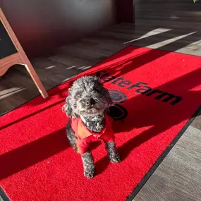 We take protection seriously around here—just ask our tiniest team member! Stop by or give us a call for a free insurance quote today.
