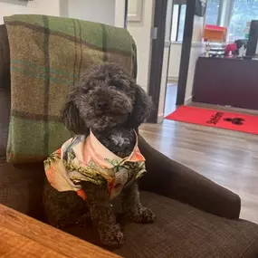 Keeping things paw-fessional at the office today