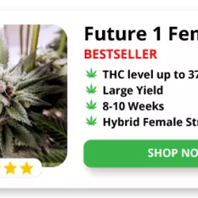 Buy Future 1 feminized cannabis seeds online from Kind Seed Co. With up to 37% thc and impressive yield, this photoperiod plant is sure to please. A mix of Gorilla Glue #4 and Starfight F2 created this wonder of the modern cannabis strain world known as Future One.