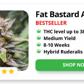 Introducing Fat Bastard Autoflower Cannabis Seeds by Kind Seed Co - A 
Game-Changing Variety

Get ready to experience the ultimate in relaxation and euphoria with Fat 
Bastard Autoflower, a game-changing strain from Kind Seed Co. This potent 
autoflowering cannabis variety boasts an impressive THC content of up to 
38%, making it perfect for those seeking a strong, long-lasting high.

What Sets Fat Bastard Apart

Fat Bastard Autoflower is a unique and exclusive strain developed by Kind 
Seed Co,