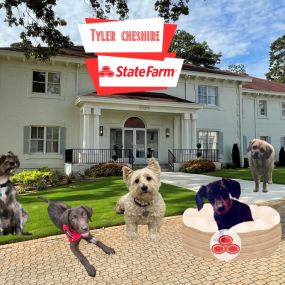 “A dog is the only thing on earth that loves you more than they love themselves.” 
For the ones that we miss and the ones we are still able to love.. Happy National Dog Day! 
#NationalDogDay #TylerCheshireStateFarm #DogFamily #WeLikeCatsToo