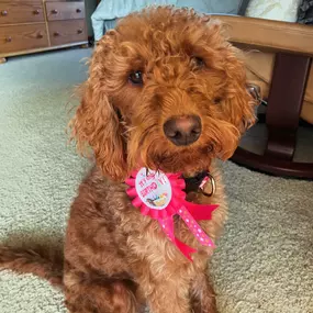 Comet is celebrating her FIRST birthday today! If you’ve been in the office the past 10 months, you were likely greeted by this fun, happy 4-legged girl… she takes her office duties very seriously! Happy Birthday, Comet! ????