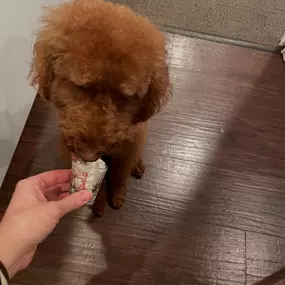 Yesterday was National Whipped Cream Day! Who can resist this tasty topping?! Comet doesn’t mind that we missed it by a day… she’s a sucker for a pup cup!!