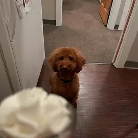 Yesterday was National Whipped Cream Day! Who can resist this tasty topping?! Comet doesn’t mind that we missed it by a day… she’s a sucker for a pup cup!!