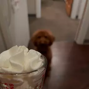 Yesterday was National Whipped Cream Day! Who can resist this tasty topping?! Comet doesn’t mind that we missed it by a day… she’s a sucker for a pup cup!!