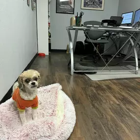 Lucy has not been to the office as much lately due to her health!  She was pumped to ride to work today and rolled her own window down!  She is just exploring the office, telling people hi, and talking to people about the need for planning for the future.  Lucy understands life is short, unpredictable, and plans for our loved ones must happen!
Give us a call so we can help you plan for the future!