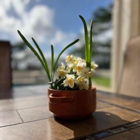Our customer Stephen brought us this beautiful Narcissus plant! The flowers are so delicate but have a strong, sweet scent. Carving the Narcissus into this shape is truly an art. Thank you so much - we love it!