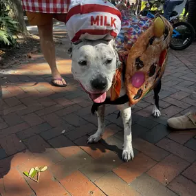 We had so much fun this past weekend at the 19th Annual Wag-O-Ween event that supports local rescues and community programs for our furry friends. So many of you made a treat to stop by our booth to say hello to Jake and we can't thank you enough! We hope everyone has a safe and a Happy Halloween! Call us today for a free pet insurance quote!