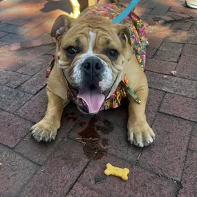 We had so much fun this past weekend at the 19th Annual Wag-O-Ween event that supports local rescues and community programs for our furry friends. So many of you made a treat to stop by our booth to say hello to Jake and we can't thank you enough! We hope everyone has a safe and a Happy Halloween! Call us today for a free pet insurance quote!