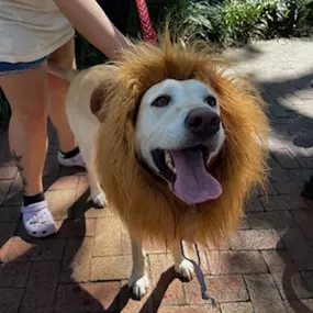 We had so much fun this past weekend at the 19th Annual Wag-O-Ween event that supports local rescues and community programs for our furry friends. So many of you made a treat to stop by our booth to say hello to Jake and we can't thank you enough! We hope everyone has a safe and a Happy Halloween! Call us today for a free pet insurance quote!