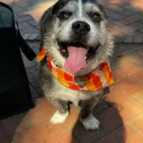 We had so much fun this past weekend at the 19th Annual Wag-O-Ween event that supports local rescues and community programs for our furry friends. So many of you made a treat to stop by our booth to say hello to Jake and we can't thank you enough! We hope everyone has a safe and a Happy Halloween! Call us today for a free pet insurance quote!