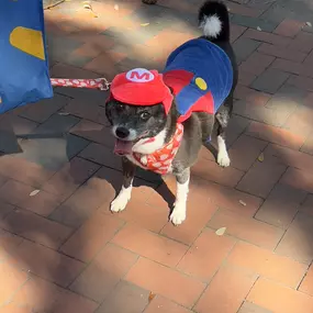 We had so much fun this past weekend at the 19th Annual Wag-O-Ween event that supports local rescues and community programs for our furry friends. So many of you made a treat to stop by our booth to say hello to Jake and we can't thank you enough! We hope everyone has a safe and a Happy Halloween! Call us today for a free pet insurance quote!