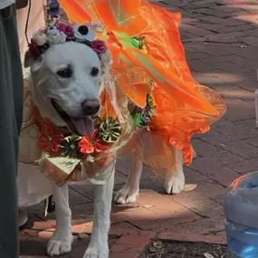 We had so much fun this past weekend at the 19th Annual Wag-O-Ween event that supports local rescues and community programs for our furry friends. So many of you made a treat to stop by our booth to say hello to Jake and we can't thank you enough! We hope everyone has a safe and a Happy Halloween! Call us today for a free pet insurance quote!