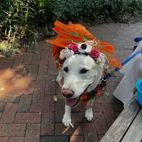 We had so much fun this past weekend at the 19th Annual Wag-O-Ween event that supports local rescues and community programs for our furry friends. So many of you made a treat to stop by our booth to say hello to Jake and we can't thank you enough! We hope everyone has a safe and a Happy Halloween! Call us today for a free pet insurance quote!