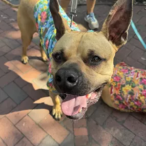 We had so much fun this past weekend at the 19th Annual Wag-O-Ween event that supports local rescues and community programs for our furry friends. So many of you made a treat to stop by our booth to say hello to Jake and we can't thank you enough! We hope everyone has a safe and a Happy Halloween! Call us today for a free pet insurance quote!