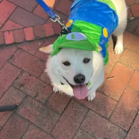 We had so much fun this past weekend at the 19th Annual Wag-O-Ween event that supports local rescues and community programs for our furry friends. So many of you made a treat to stop by our booth to say hello to Jake and we can't thank you enough! We hope everyone has a safe and a Happy Halloween! Call us today for a free pet insurance quote!