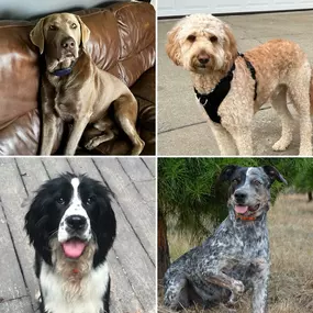 As promised, today we bring you round two of our beloved pets for National Pet Day.  Clockwise from top left are Chase’s dogs, Ash and Bentley, followed by Matthew’s dogs, Paco and Georgie.