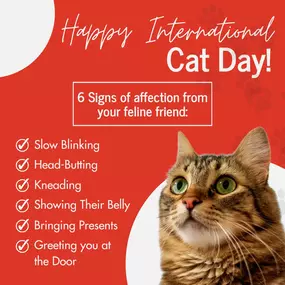 Happy International Cat Day! We're celebrating our beloved feline companions and their unique ways of showing affection. Understanding your cat's cues can be challenging, but they have ways of showing care! Let's celebrate these cherished companions who enrich our lives with love and joy! ????
Visit our office to discuss your current pet insurance coverage. Ensure your canine and feline pets are well cared for with comprehensive pet insurance. ????