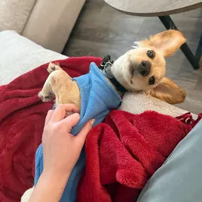 Meet a few of our team’s furry (and fluffy!) family members! Whether they’re curled up on the couch, enjoying a snack on the go, or hopping into the spotlight, they remind us to take a moment to enjoy the little things. We think they deserve honorary office mascot status!