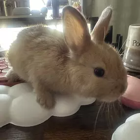 Meet a few of our team’s furry (and fluffy!) family members! Whether they’re curled up on the couch, enjoying a snack on the go, or hopping into the spotlight, they remind us to take a moment to enjoy the little things. We think they deserve honorary office mascot status!