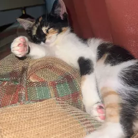 Our feline friend is able to fully relax knowing she's covered with pet insurance! What plan do you have in place for your pet's unexpected vet bills?