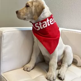 Just another day on the job for our newest (and cutest) team member. Stop by and say hi—he’s always happy to lend a paw!