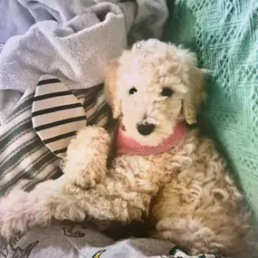 Say hello to Rose! She is our service specialist’s new puppy. The cutest little golden doodle!????