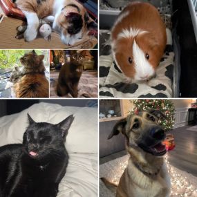 In honor of National Pet Day, can you guess which pet/pets belong to which Tom Harman State Farm team member?
Ashley, Candice, Courtney, or Shelby? (The three cats in the top left belong to the same person.)