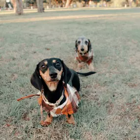 Happy National Pet Day, Poppy & Beans!